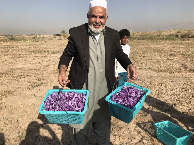سرعت رشد کشت و کیفیت زعفران در افغانستان